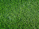 Миниатюра изображения товара Искусственная трава Greenery Lawn SALG-2516 25мм (2x1.5м)