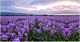 Миниатюра изображения товара Фотофасад Arthata Лаванда / FotoSetka-300-38 (300x156)