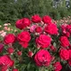 Миниатюра изображения товара Саженец кустарника Красный клен Роза бордюрная Red Leonardo da Vinci (20-40см, красный)