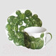 Миниатюра изображения товара Чашка с блюдцем Taitu Cactus 5-5-2