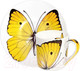 Миниатюра изображения товара Чашка с блюдцем Taitu Freedom Butterfly 1-891-A (желтый)