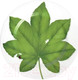 Миниатюра изображения товара Блюдо Taitu Freedom Leaf 1-86-A