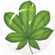 Миниатюра изображения товара Блюдо Taitu Freedom Leaf 1-86-D