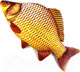 Миниатюра изображения товара Мягкая игрушка Malvina Рыба Карп / 15.148.1