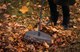 Миниатюра изображения товара Грабли Fiskars 1063090