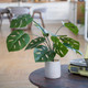 Миниатюра изображения товара Искусственное растение Вещицы Монстера Mia10