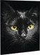 Миниатюра изображения товара Набор алмазной вышивки Школа талантов Черный кот / 3690742