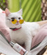 Миниатюра изображения товара Крем для животных I Love My Pet Для лап и носа собак и кошек (100мл)