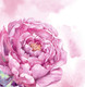 Миниатюра изображения товара Набор алмазной вышивки Феникс+ Розовый пион / 65552