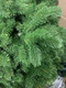 Миниатюра изображения товара Ель искусственная National Tree Company Эверест / ЭВ-150 (150см)