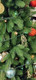 Миниатюра изображения товара Ель искусственная National Tree Company Эверест / ЭВ-210 (210см)