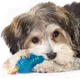 Миниатюра изображения товара Набор игрушек для собак Petstages Орка косточка и гантеля / 234STEX