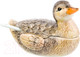 Миниатюра изображения товара Сахарница Elan Gallery Уточка / 340052 