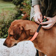 Миниатюра изображения товара Ошейник HUNTER Collar Convenience Comfort / 63095 (45/S-M, неоновый оранжевый)