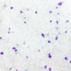 Миниатюра изображения товара Наполнитель для туалета EliteCat Chrysolite Crystal Lavender 4898/EC (3.8л/1.67кг)