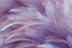 Фотообои листовые Vimala Перья 19 (270x400) — фото 6