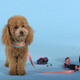 Миниатюра изображения товара Шлея United Pets Complete Me 2.5x40-54см (голубой/оранжевый)