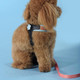 Миниатюра изображения товара Шлея United Pets Complete Me 2.5x40-54см (голубой/оранжевый)