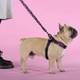 Миниатюра изображения товара Шлея United Pets Complete Me Identity 3.5x48-64см (черный/розовый)