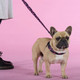 Миниатюра изображения товара Шлея United Pets Complete Me Identity 3.5x48-64см (черный/розовый)