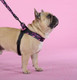 Миниатюра изображения товара Шлея United Pets Complete Me Identity 3.5x48-64см (черный/розовый)