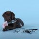 Миниатюра изображения товара Поводок United Pets Complete Me Writing 140см, 2см (голубой с рисунком)