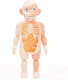 Миниатюра изображения товара Научная игра Darvish Human Body / SR-T-3568