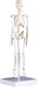 Миниатюра изображения товара Анатомическая модель Sima-Land Скелет человека / 5076756