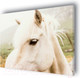 Миниатюра изображения товара Картина Stamprint Белая лошадь AM007 (80x100см)