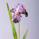 Миниатюра изображения товара Искусственный цветок Lefard Ирис / 287-501