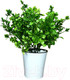 Миниатюра изображения товара Искусственное растение ForGarden Самшит в белом горшке / BN10854