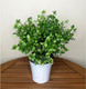 Миниатюра изображения товара Искусственное растение ForGarden Самшит в белом горшке / BN10854