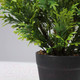 Миниатюра изображения товара Искусственное растение AksHome Бонсай Oaky (21x6см)