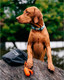 Миниатюра изображения товара Пакеты для выгула собак Explorer Dog Биоразлагаемые / TED0039 (60шт)