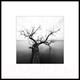 Миниатюра изображения товара Картина на стекле Stamprint Природа 2 BW002 (50x50)