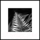 Миниатюра изображения товара Картина на стекле Stamprint Листья 3 BW009 (50x50)