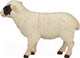 Миниатюра изображения товара Фигурка коллекционная Konik Шотландская черноголовая овца / AMF1019