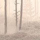 Миниатюра изображения товара Фотообои листовые Citydecor Таинственный лес 10 (300x150см)