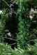 Миниатюра изображения товара Ель искусственная Winter Fun Drop / SZ1017G-180 (180см)