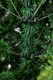 Миниатюра изображения товара Ель искусственная Winter Fun Drop / SP2232-180 (180см)