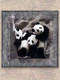 Миниатюра изображения товара Картина Декарт Мишки панды 8Л0204 (в раме)