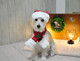 Миниатюра изображения товара Шапка для животных Puppia Santa / PDDF-SH23-CR-M (красная клетка)