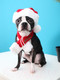 Миниатюра изображения товара Шапка для животных Puppia Santa / PDDF-SH23-RD-XL (красный)