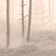 Миниатюра изображения товара Фотообои листовые Citydecor Таинственный лес 10 (500x260см)