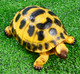 Миниатюра изображения товара Фигурка для сада Хорошие сувениры Черепашка / 4793736