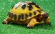 Миниатюра изображения товара Фигурка для сада Хорошие сувениры Черепашка / 4793736