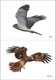 Миниатюра изображения товара Наглядное пособие Мозаика-Синтез Мир в картинках. Птицы хищные / МС11508
