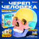 Миниатюра изображения товара Анатомическая модель Эврики Череп человека / 9540258