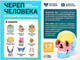 Миниатюра изображения товара Анатомическая модель Эврики Череп человека / 9540258