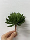 Миниатюра изображения товара Искусственное растение Артфлора Суккулент Седум зеленый / 114013